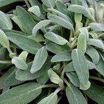 Salvia officinalis Inny