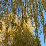 Salix babylonica List