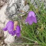 Campanula carnica Flower