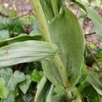 Cephalanthera damasonium Hoja