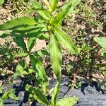 Persicaria lapathifoliaList