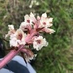 Orobanche amethystea Flor
