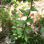 Dryopteris cristata 叶