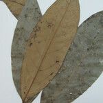 Aniba rosodora Leaf