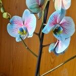 Phalaenopsis amabilis Blodyn