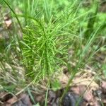 Equisetum pratense برگ