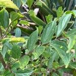 Celtis africana Leaf