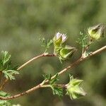 Malva aegyptia Habitat