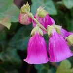 Digitalis thapsi অন্যান্য