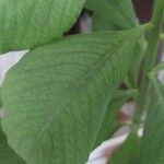 Euphorbia umbellata Liść