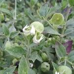 Silene baccifera Flor
