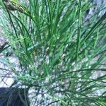 Carex sempervirens Likasa