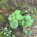 Corylus cornuta List