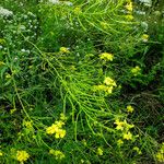 Sisymbrium loeselii Fruchs