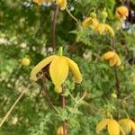 Clematis orientalis Leaf