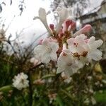 Viburnum farreriFlower