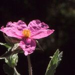 Cistus x incanus Flower