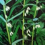 Polygonatum verticillatum 花