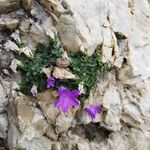 Campanula morettiana Flower