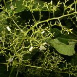 Palicourea angustiflora