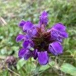 Prunella hastifolia Fula