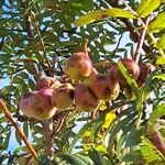 Sorbus domestica Meyve