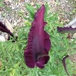 Dracunculus vulgaris Feuille