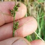 Carex pilulifera ഫലം