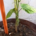 Passiflora ligularis Bark