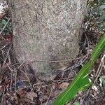 Trattinnickia rhoifolia Bark
