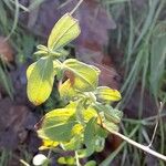 Hypericum maculatumLeaf