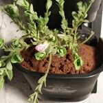 Portulaca umbraticolaLeaf