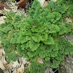 Selaginella lepidophylla Лист