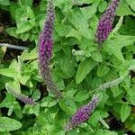 Teucrium hircanicum Flower