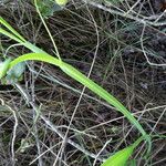 Lathyrus annuus Leaf