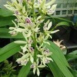 Prosthechea fragrans Fiore