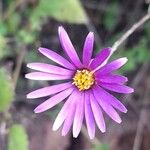 Onoseris alata Flower