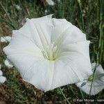 Calystegia longipes Кветка