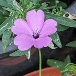 Eudianthe coeli-rosa Flower