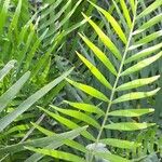 Zamia pumila Lapas