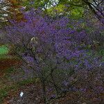 Callicarpa dichotoma Yeri
