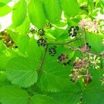 Aralia racemosa Gyümölcs