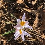Crocus versicolor Virág
