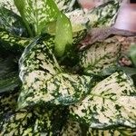 Aglaonema costatum পাতা