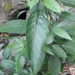 Dianthera secunda Leaf