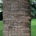 Livistona chinensis Casca