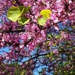 Cercis siliquastrumКветка