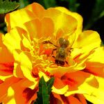 Tagetes erecta 花