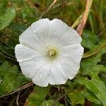 Calystegia sepiumКветка