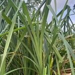 Pandanus odorifer Leaf